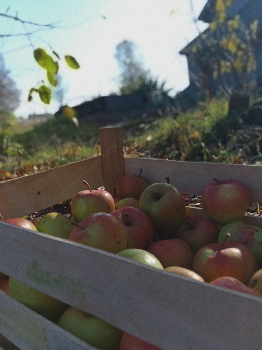 Мой долгожданный урожай яблок 