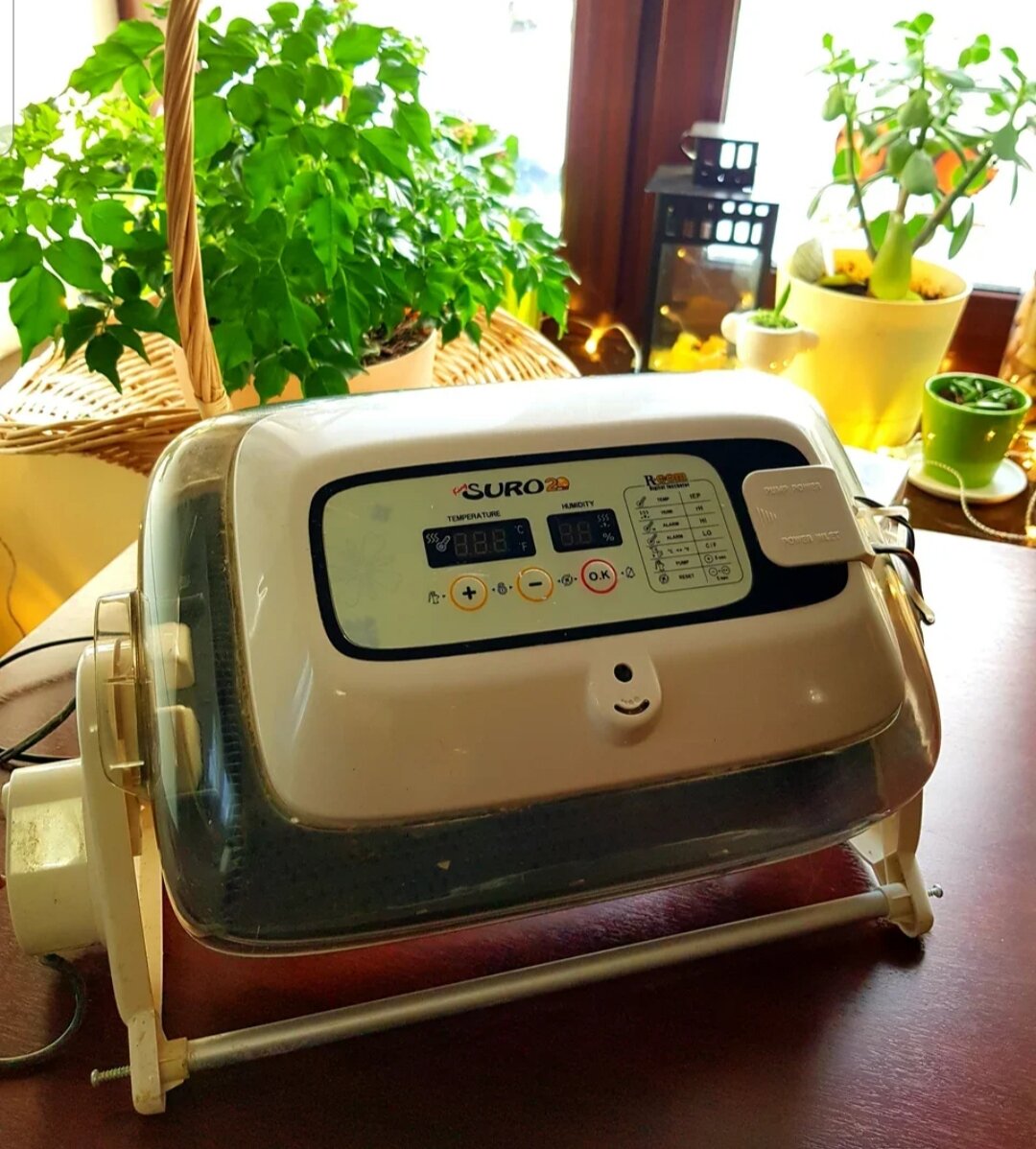 Самый маленький и самый любимый инкубатор 