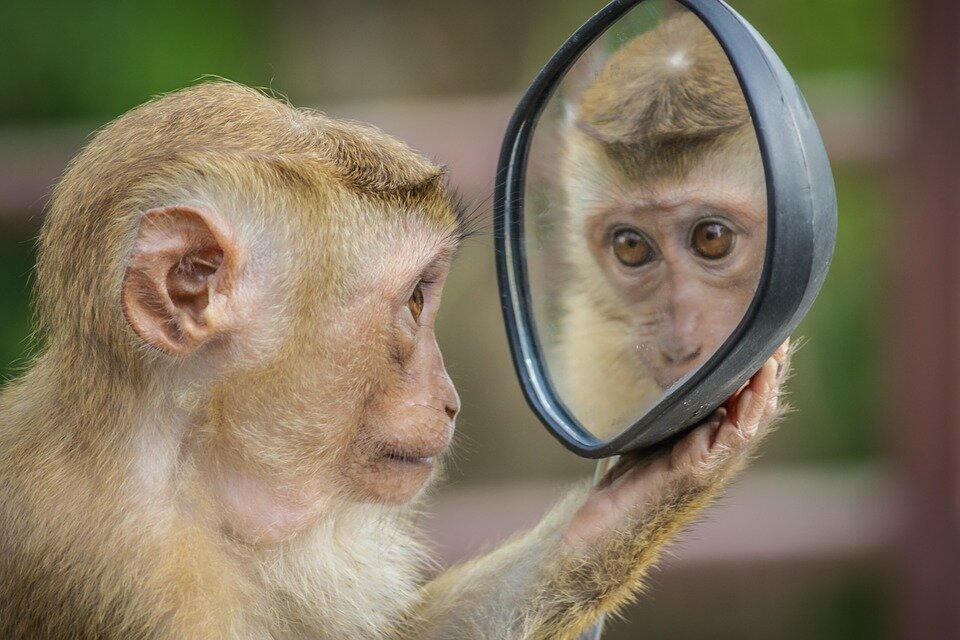 https://pixabay.com/photos/monkey-mirror-stare-thinking-3512996/