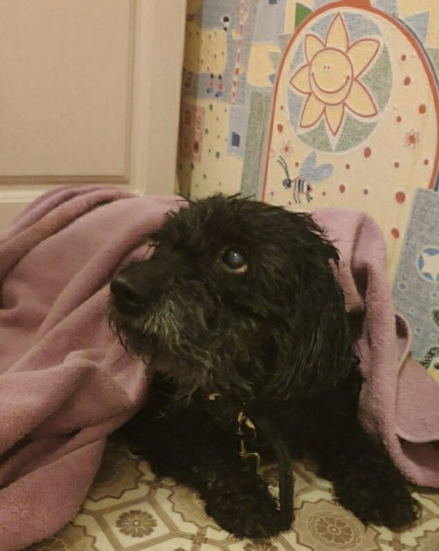 Чапа у нас на передержке. Помыт, причёсан, готов к встрече с будущими хозяевами