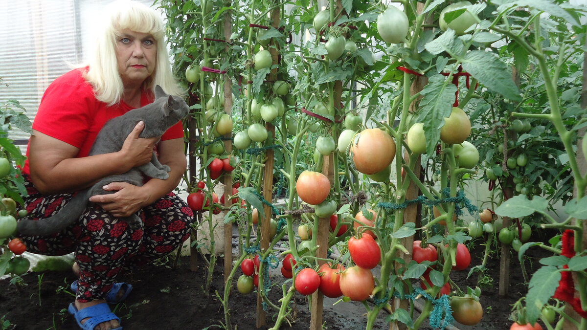 Сколько помидор в теплице. Тепличные томаты гама ф1. Схема посадки низкорослых помидор в открытый грунт. Помидоры в теплице. Высокие помидоры в теплице.