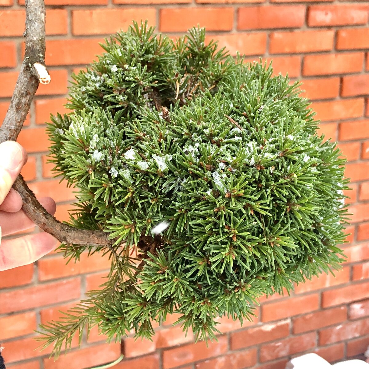 WB на ели сибирской, форма шар