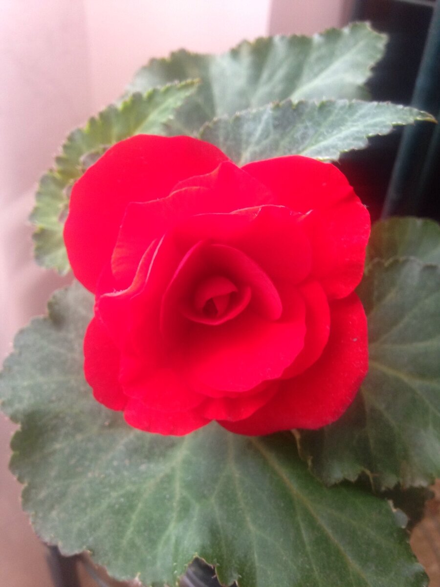 Мой цветочек!