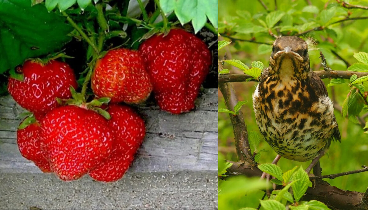 Фото автора. 