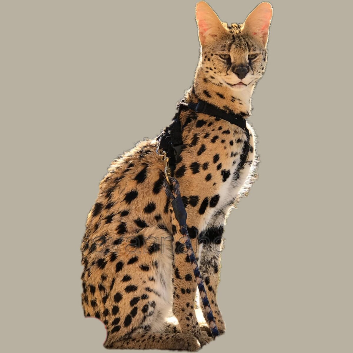 Саванна грациозный вид у этой кошки