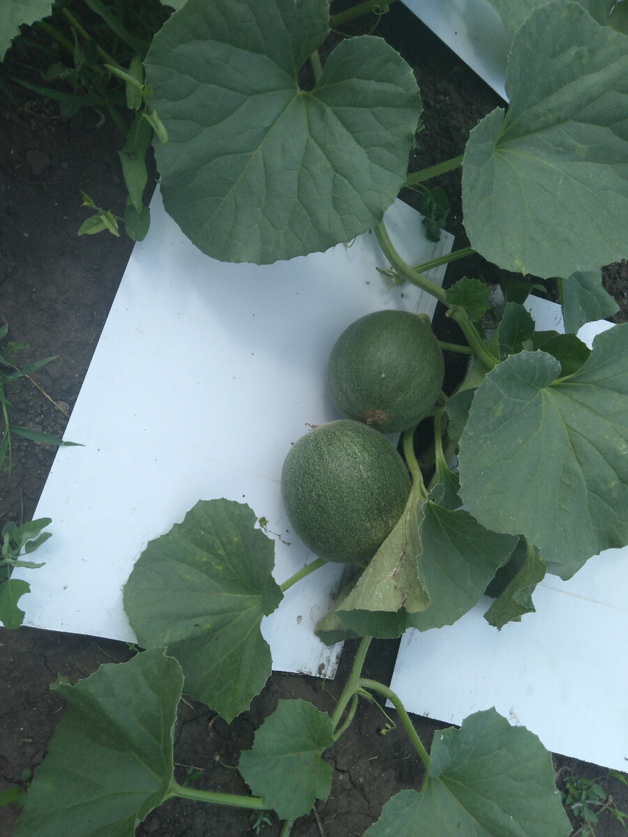 4 июля 2021 года