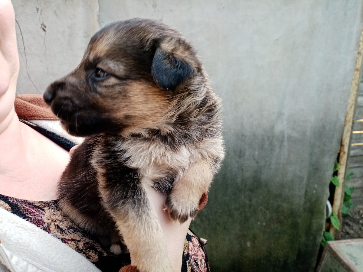 Фото одного из щенков (из личного архива)