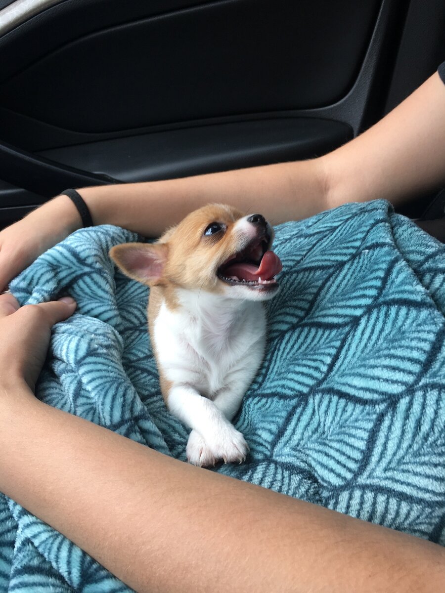 Булочка в дороге смотрит на свою новую маму