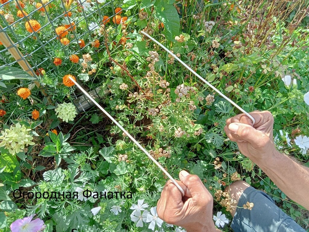 С северной стороны перголы для винограда ответ "нет"