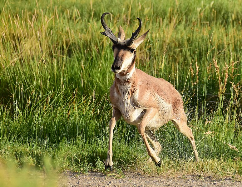 Добудьте вилорога. Благородный олень (Cervus elaphus). Южноандский олень. Пампасный олень. Пампасный олень Южной Америки.