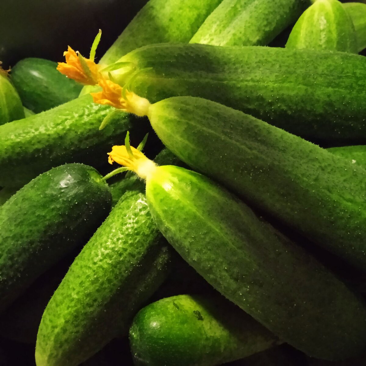 Фото автора "Гармонист"