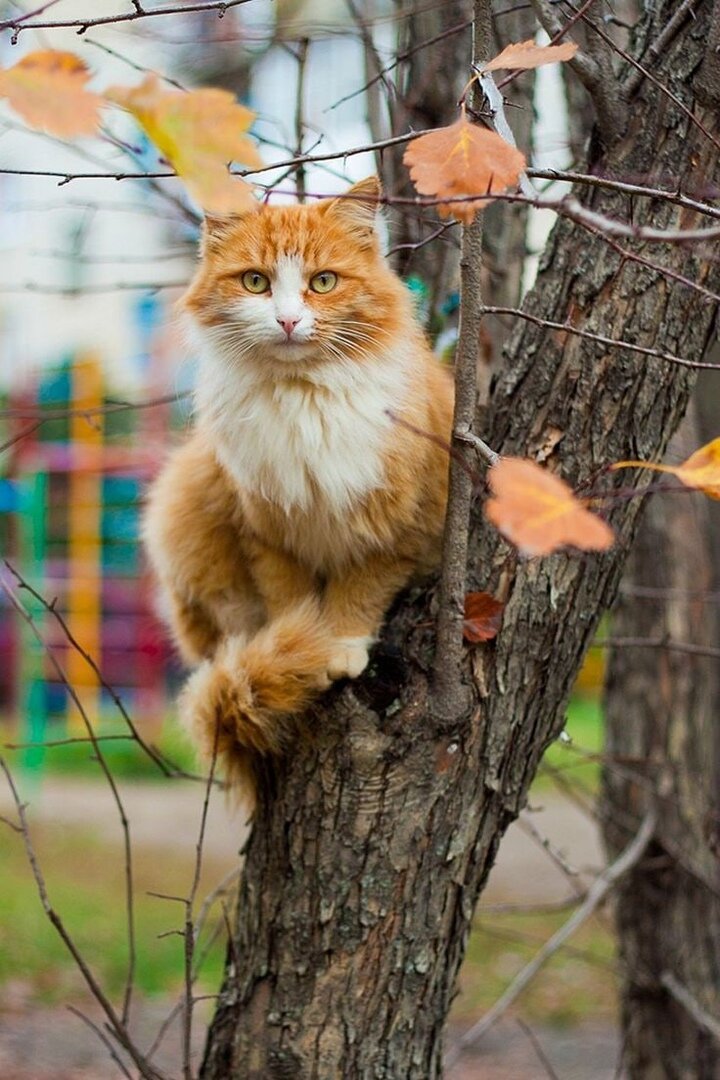 ллюстрация из яндекс картинки.