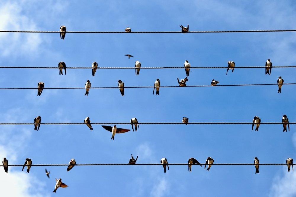 На дереве сидело 20 птиц. Птицы на проводах. Птицы сидят на проводах. Птички на проводе. Птицы в ряд.