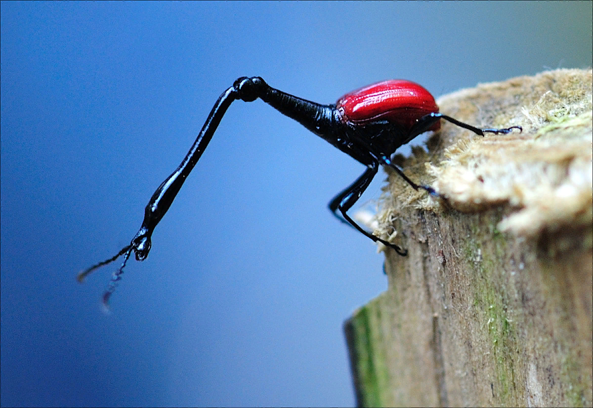 Длина тела не превышает 25мм. Из которых до 18мм составляет шея.