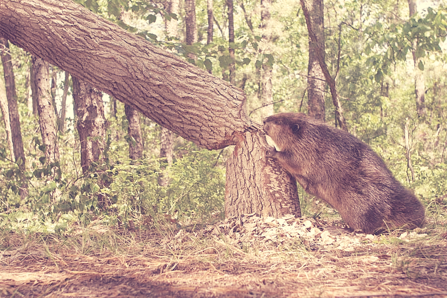 What Animal Will You Be Reincarnated As? Animals, Beaver, Fluffy kittens