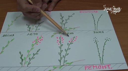 Малина ремонтантная и обычная. Разбираемся в чем разница и сходство.