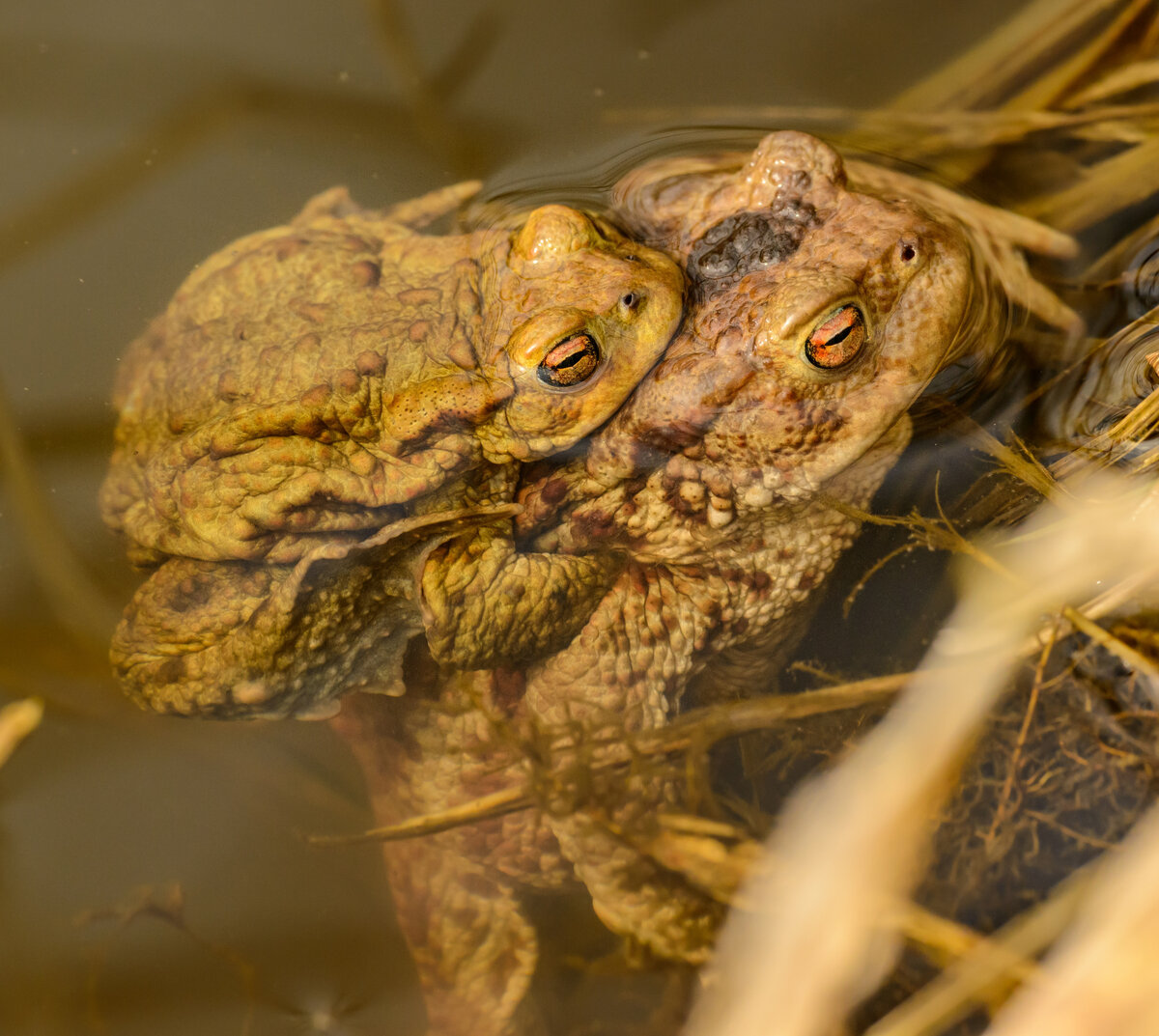 Окружающая среда лягушки. Серая жаба Bufo Bufo. Жаба пелентуйская. Лягушка бык головастики. Малоазиатская лягушка головастики.