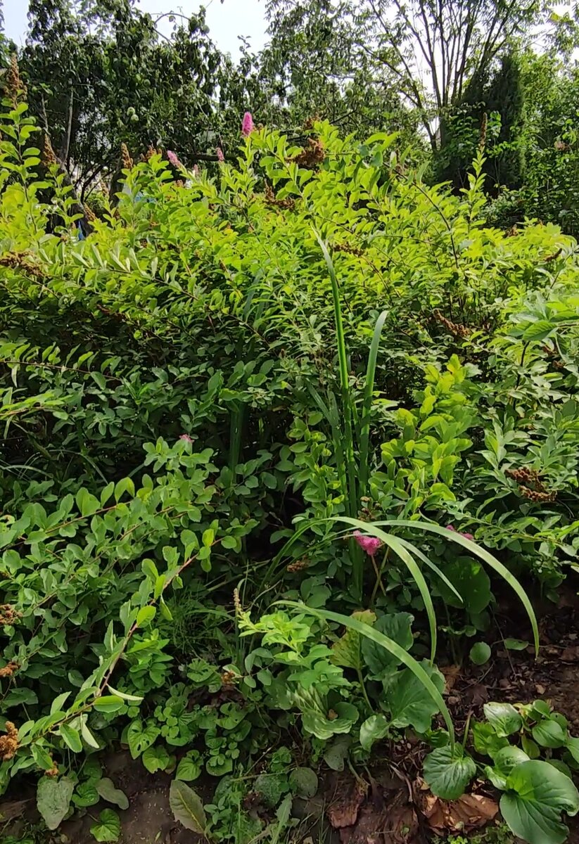 Таким мой куст был 8 августа. Редкие соцветия, большая зеленая масса и отцветшие кисти цветов.