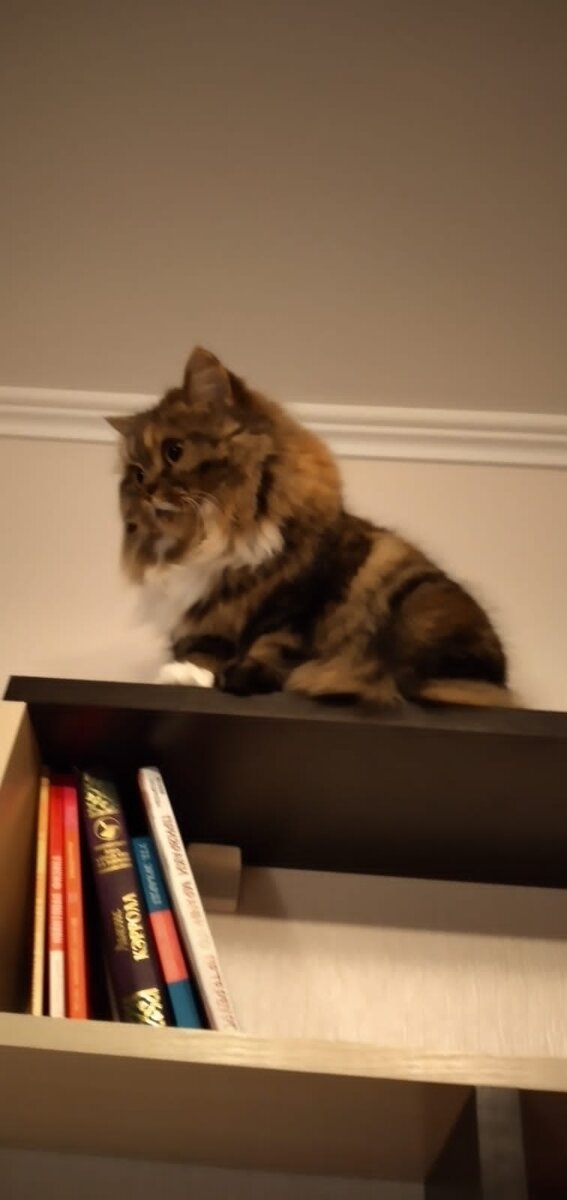 Куда же вы, акции, падаете? 