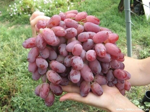 Виноград Шахиня Ирана 