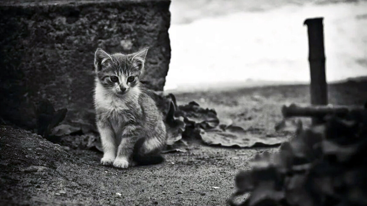 источник фото: m.fotostrana.ru