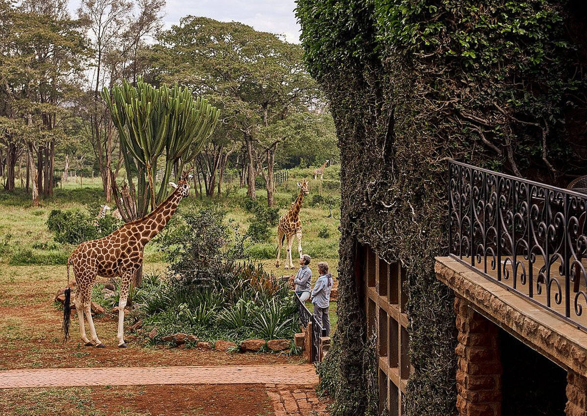 Жирафами можно любоваться как на улице, так из окон отеля
