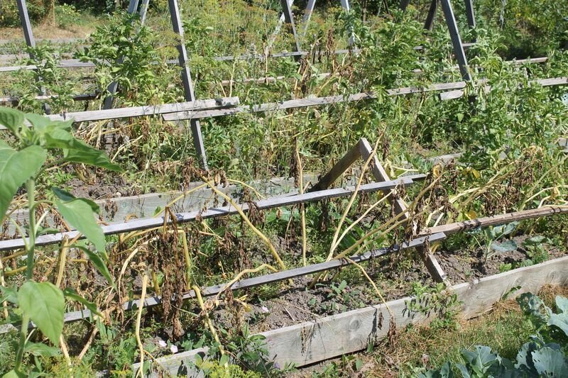 даже картошку защитили чтобы она выжила