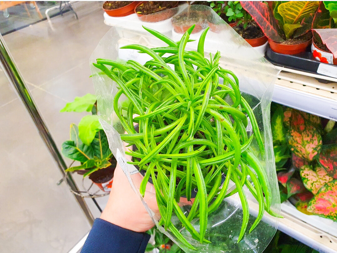 Но в продаже встречается много других видов — на любой вкус и цвет