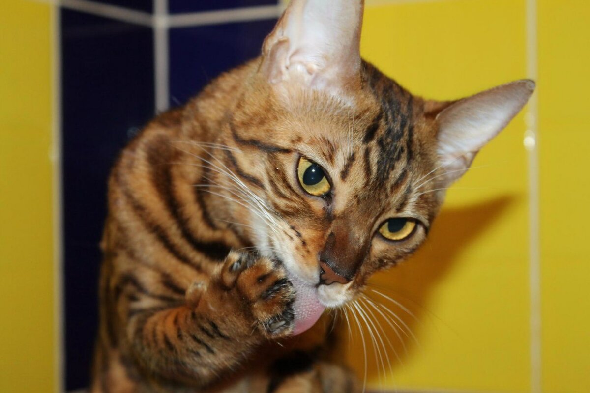 #пишу_про_котэ ⠀