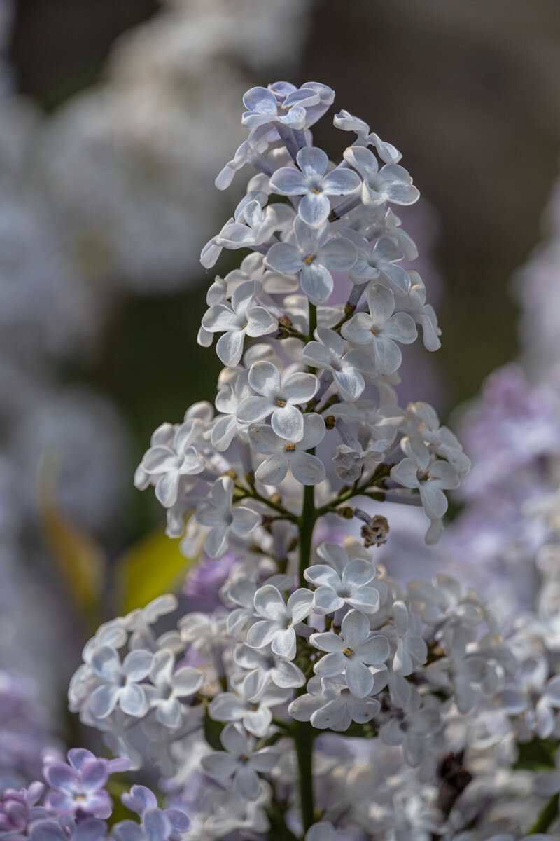 1. Белая сирень в селе Морском. Справа внизу очень хорошо виден цветок с пятью лепестками.