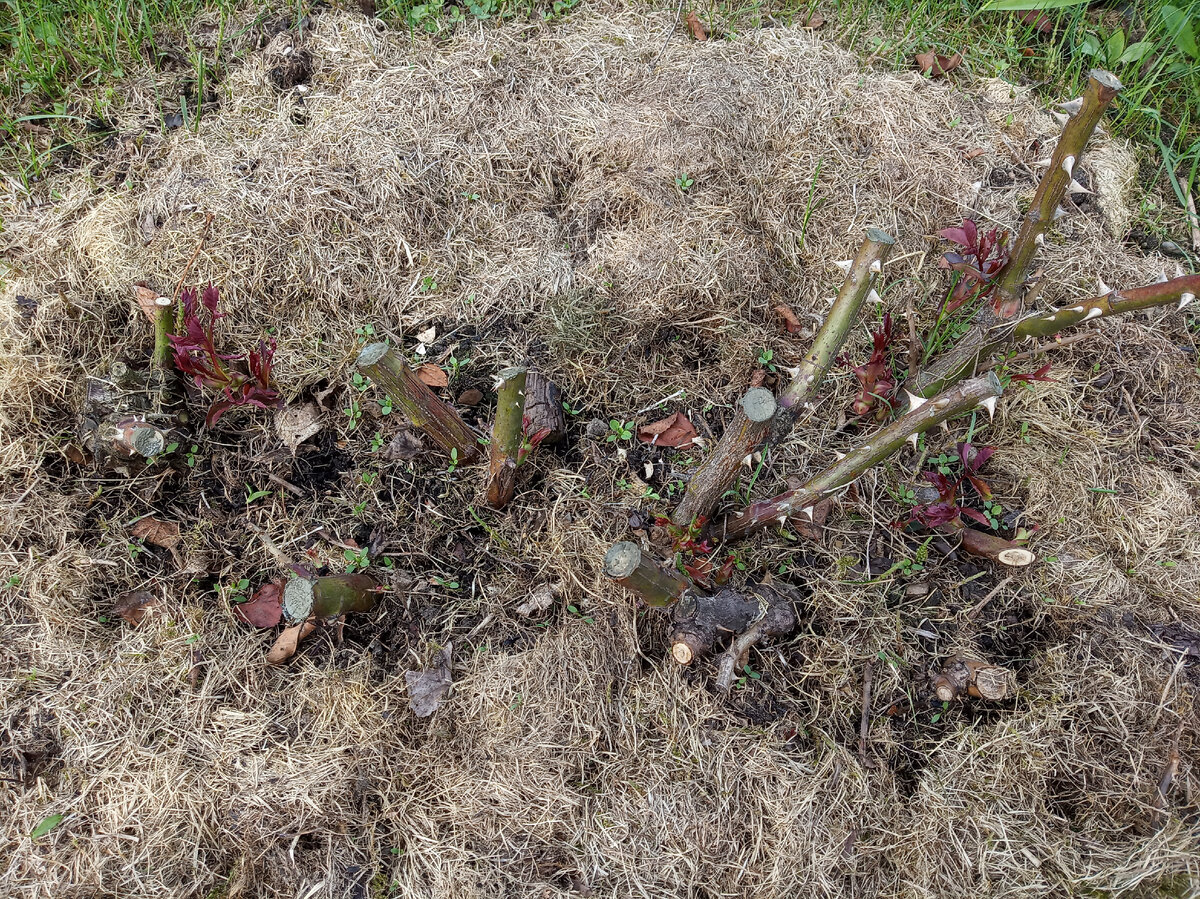 Вот такие симпатичные пеньки у меня остались, май 2021