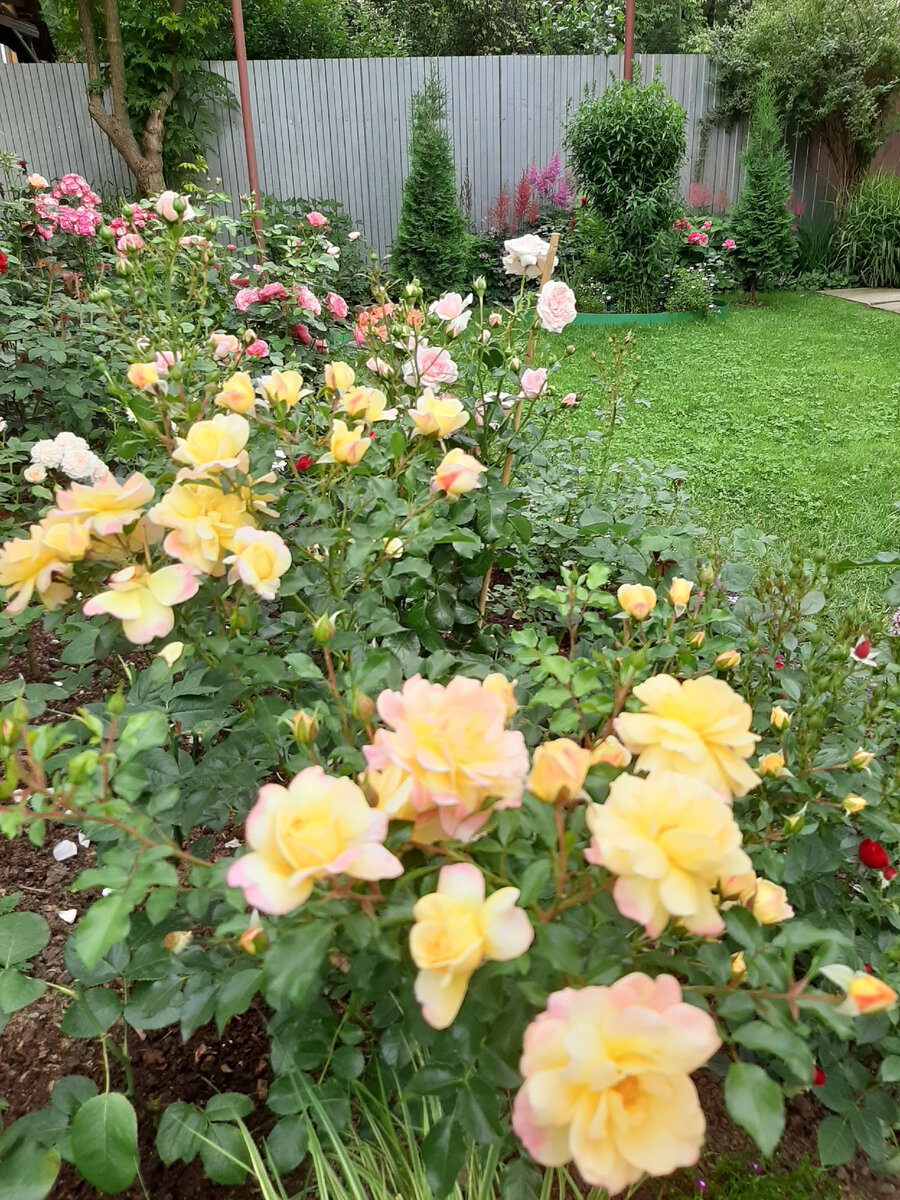 Кандэла,  Candela. Сад 2020