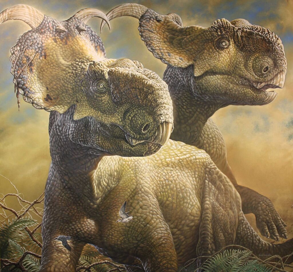 Пара Pachyrhinosaurus perotorum, автор Джеймс Хейвенс