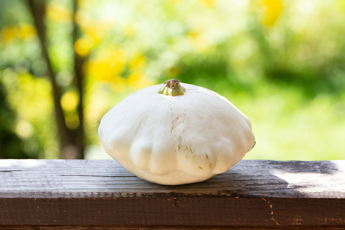 Белый патиссон.