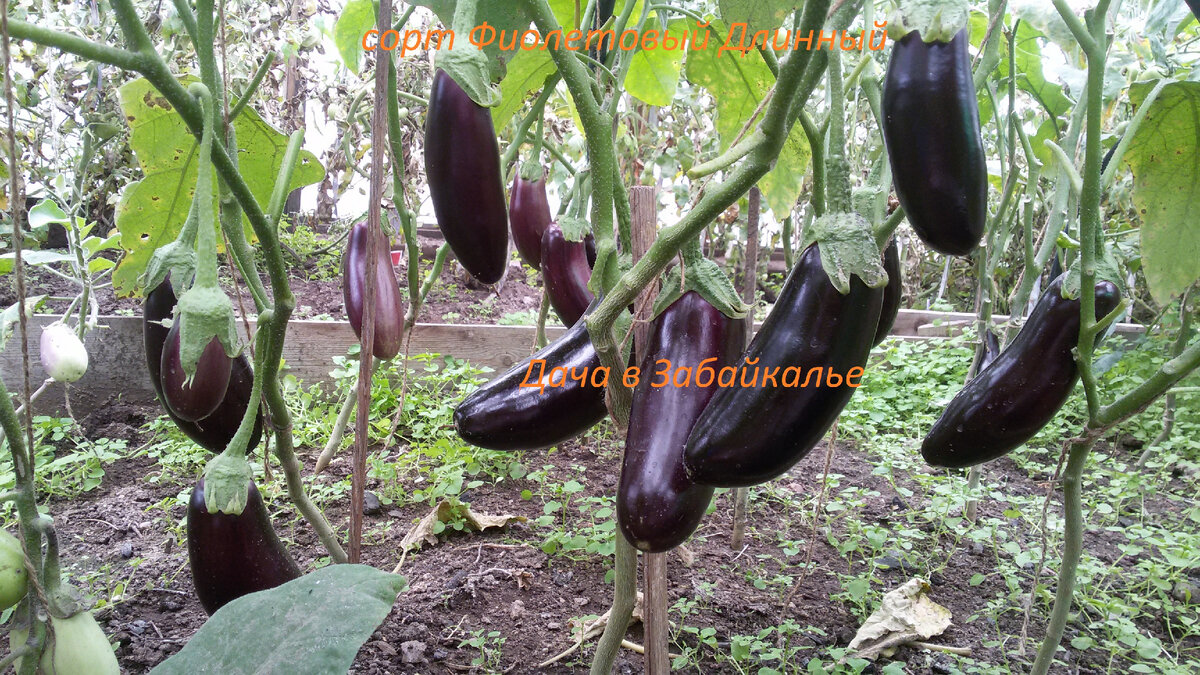 Баклажаны сорт Фиолетовый Длинный  - август 2021 год