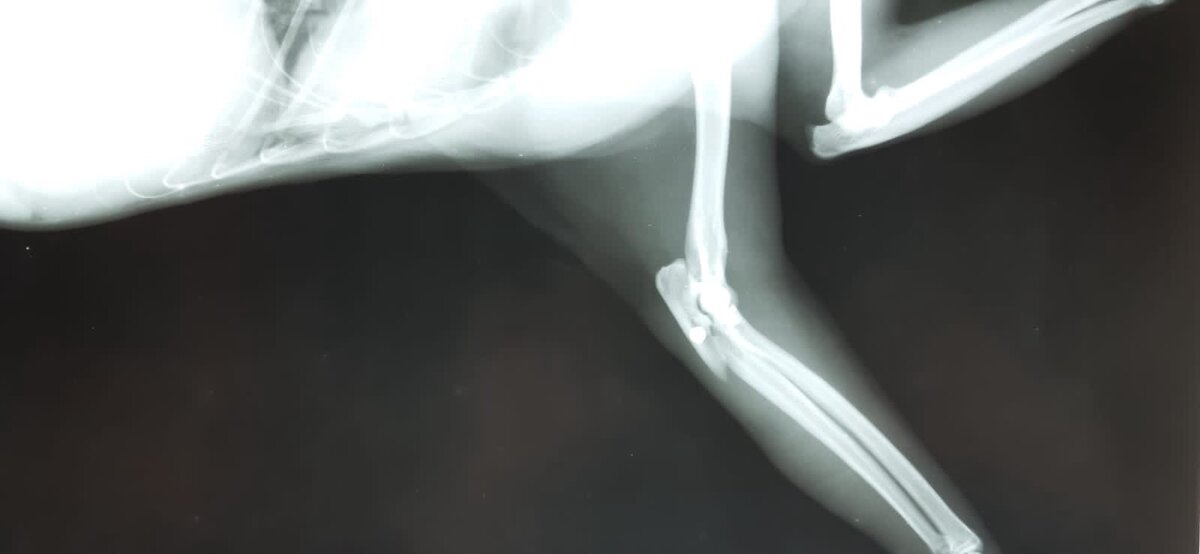 пуля в локтевом суставе