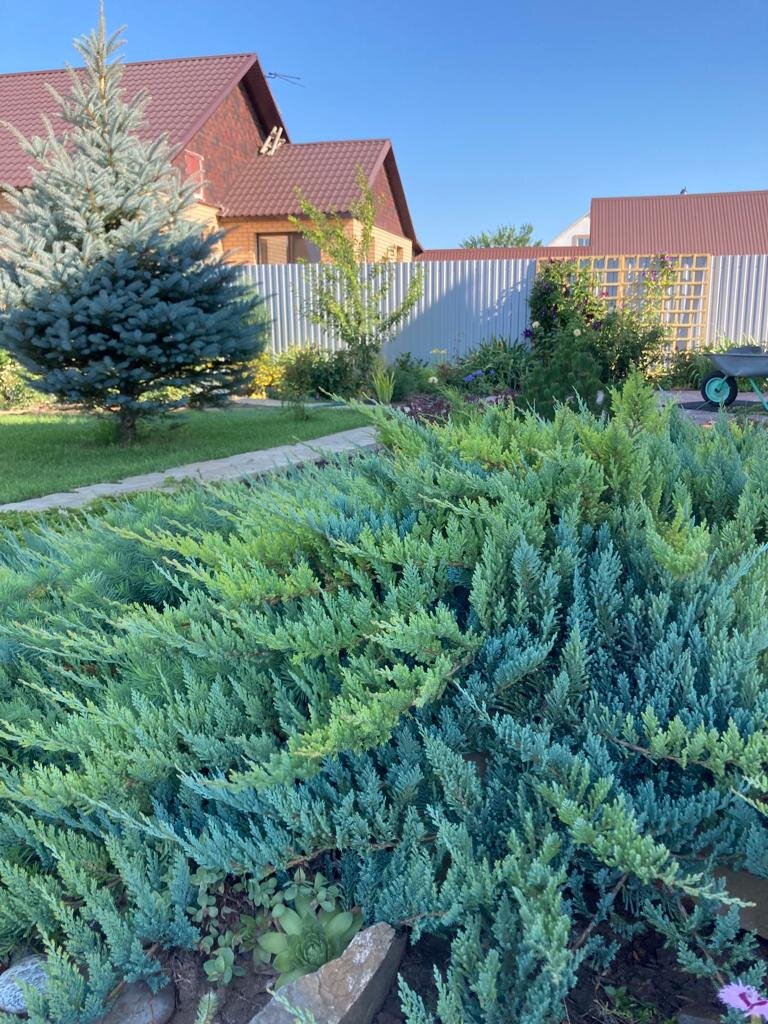 На фото можжевельник Блю Чип.