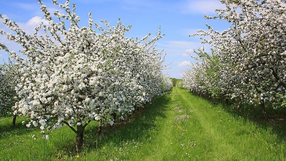 Дачникам рекомендуется обратить внимание на данный прогноз о заморозках. Фото: pixabay.com 