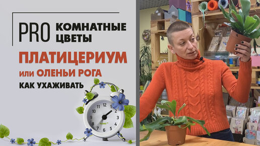 Папоротник Оленьи рога, он же Плоскорог | по научному Платицериум | Уход и пересадка