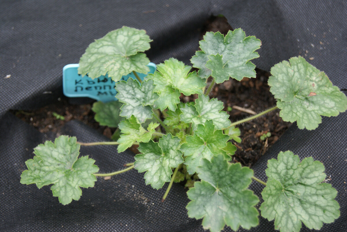 Гейхера Литл Кьюти Пепперминт Little Cutie Peppermint