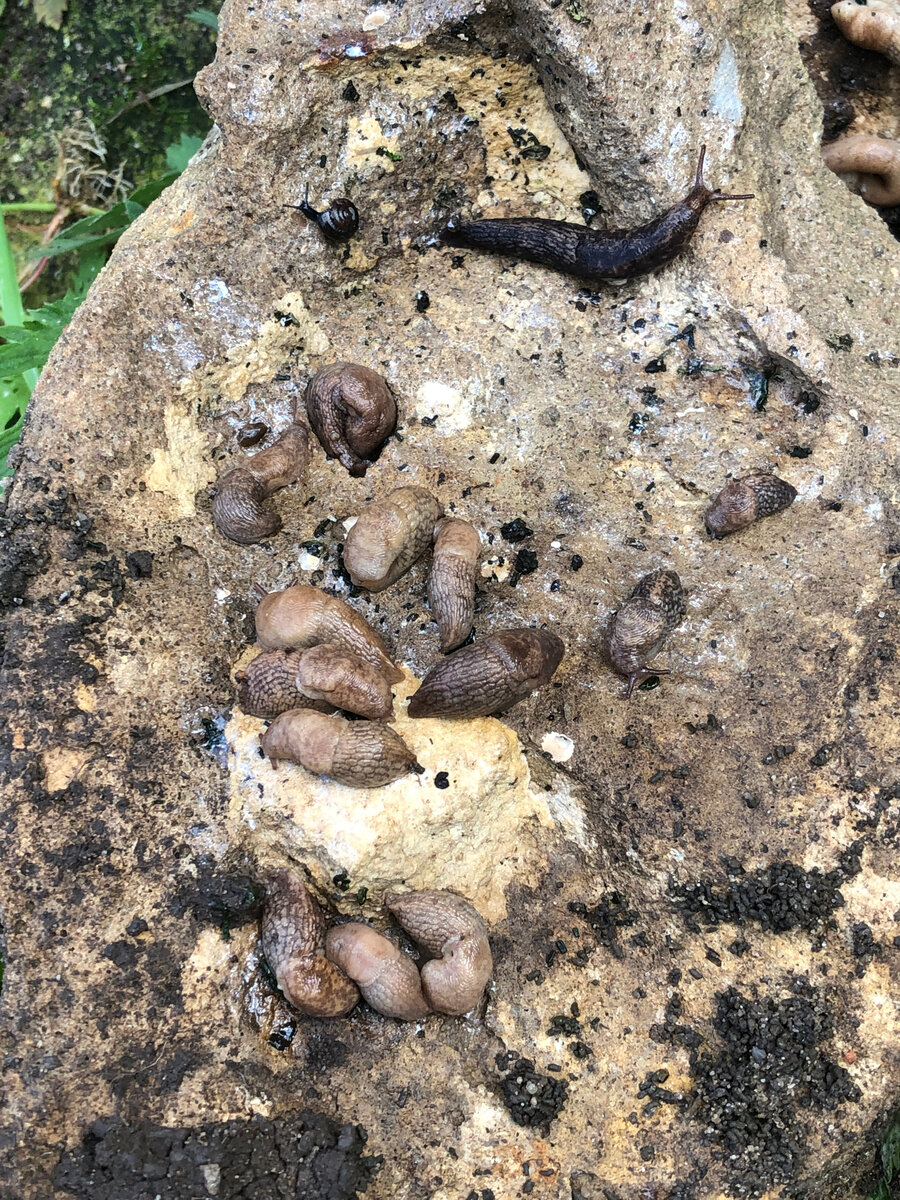 Прошлым летом слизни были под каждым камнем... и не только.