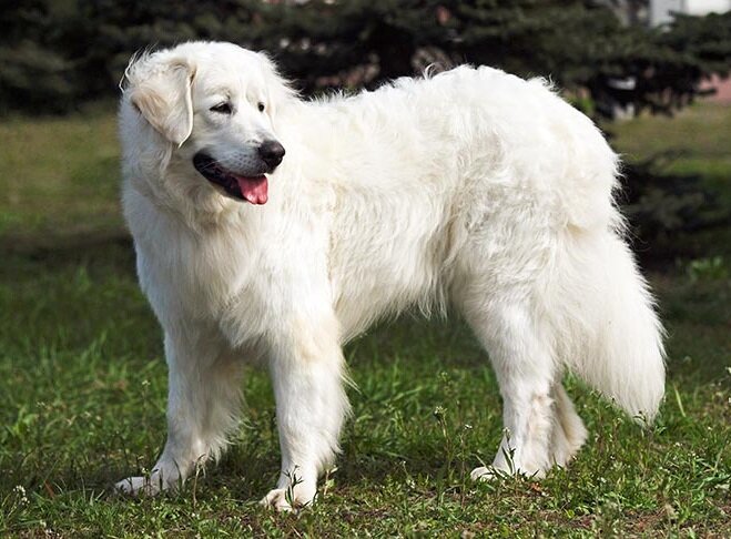 Пастух, защитник и компаньон (Фото: https://www.akc.org/dog-breeds/slovensky-cuvac/)