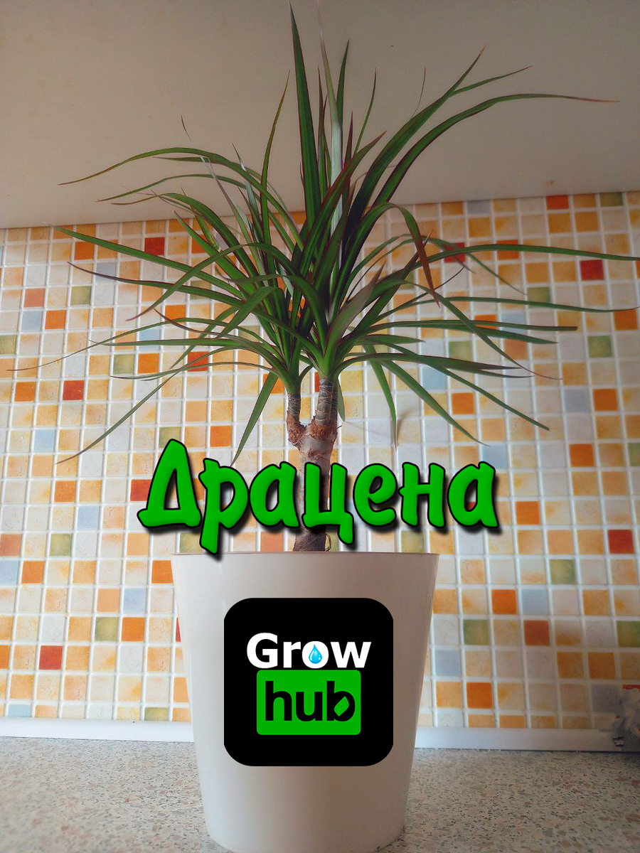 Классическая драцена