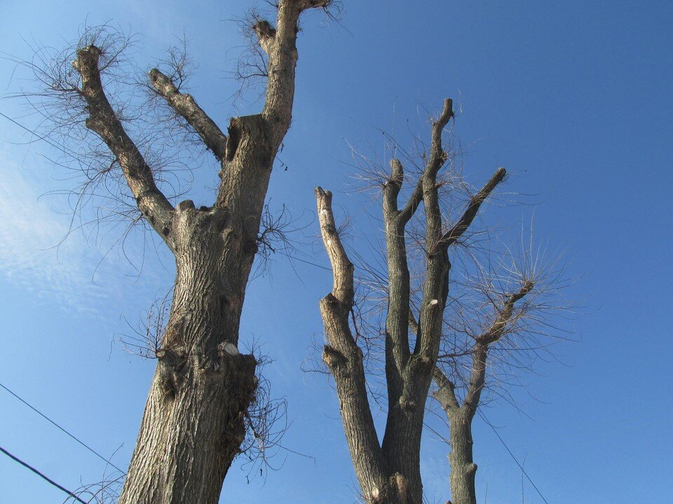     Фото Елены Федяшевой  из архива «КП»