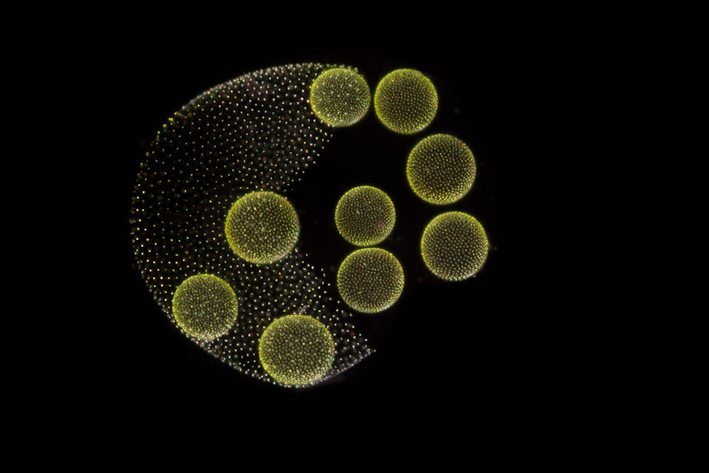 Фото и иллюстрации взяты из открытых источников и принадлежат их авторам 