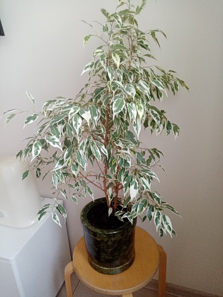 Вот такой я дичок! Фото автора.