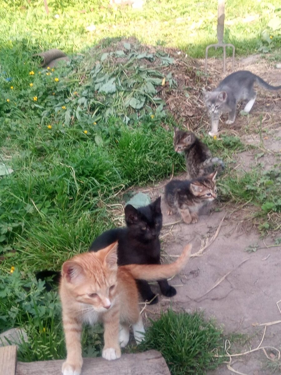 Их там много(