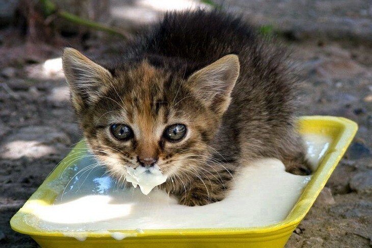 Можно ли давать кошкам молоко? И как с этим было раньше до интернета?