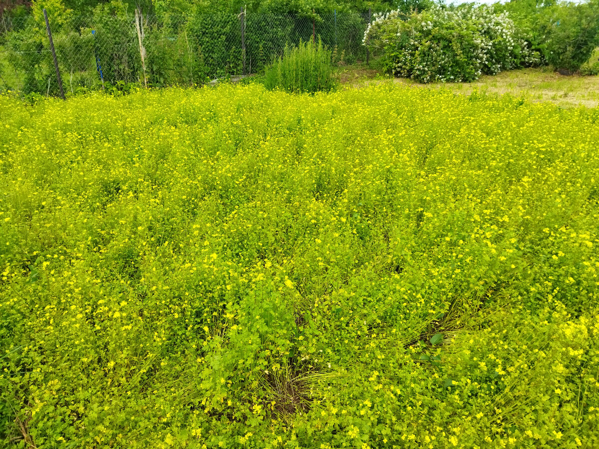 Вот такая горчица была