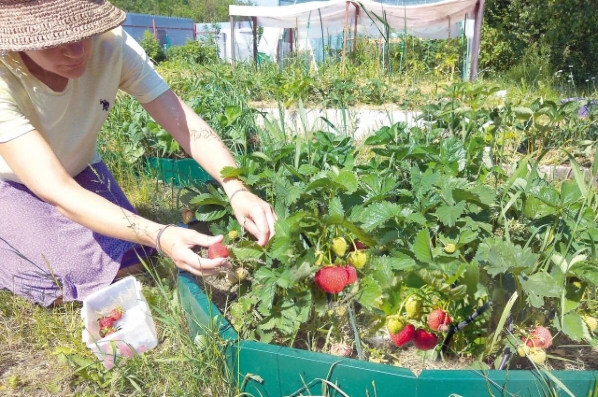   Телепередача про нижегородских дачниц вышла на канале «Пятница!»